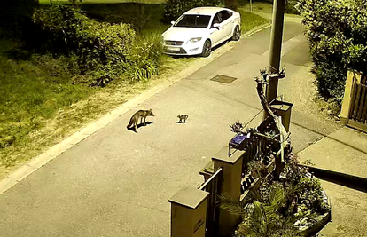 VIDEO Lisica je zalutala u krivi kvart: Napala mačića kojem je u par sekundi stiglo pojačanje