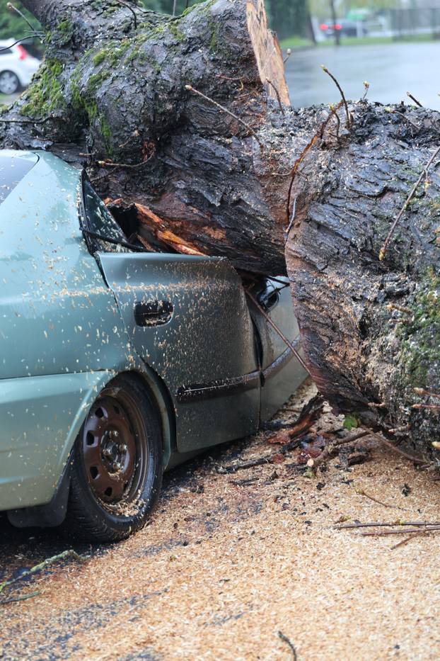 Zagreb: Nevrijeme srušilo stablo koje  je palo na automobil 