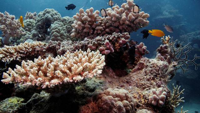 FILE PHOTO: Reef fish swim above recovering coral colonies on the Great Barrier Reef off the coast of Cairns, Australia