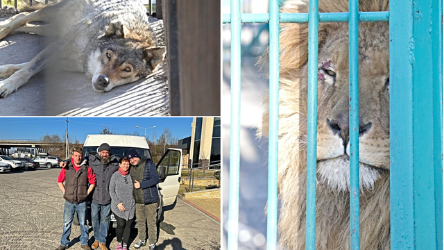 Iz Ukrajine spasili lava i vučicu, Osijek ih je bio spreman primiti