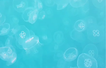 Kod Čiova snimio jato meduza: 'Prizor uopće nije bio ugodan'