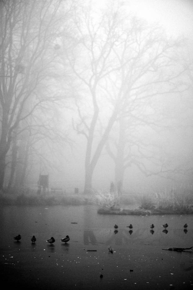 Zagreb: Gusta magla sakrila boje parka Maksimir