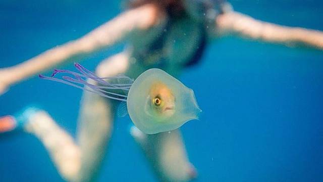 Fotografije kakve vidite rijetko: Uslikao ribu zatočenu u meduzi