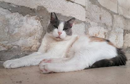 Mačka Anastazija preselila se iz Kneževog dvora u novi dom: Imat će  de luxe uvjete za život!