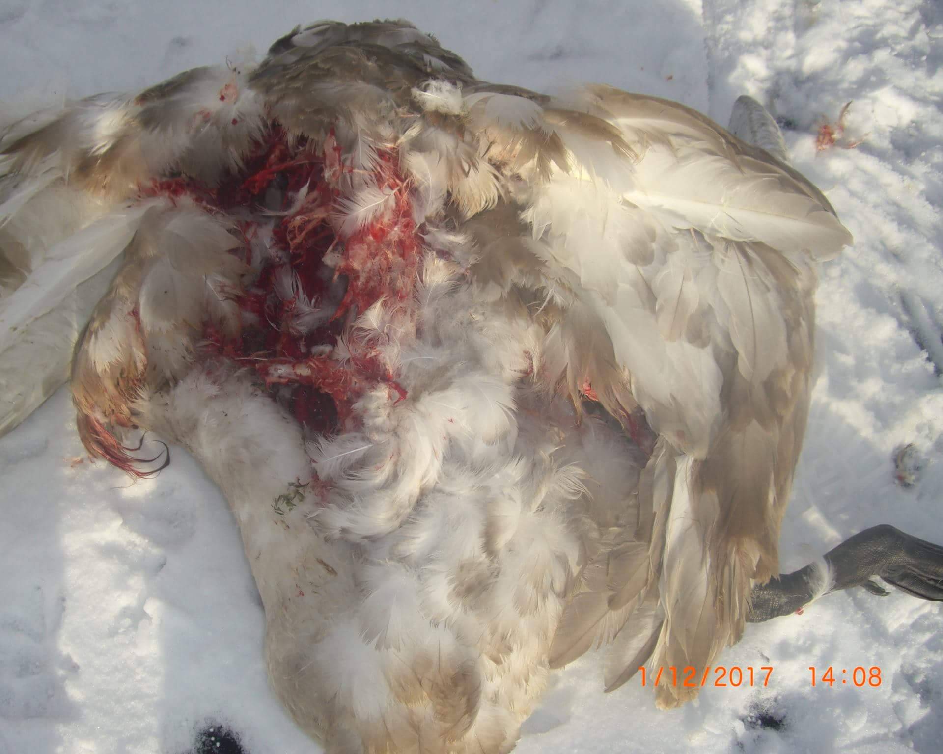 Labudovi ugibaju od hladnoće i gladi u Koprivnici i Puškašu