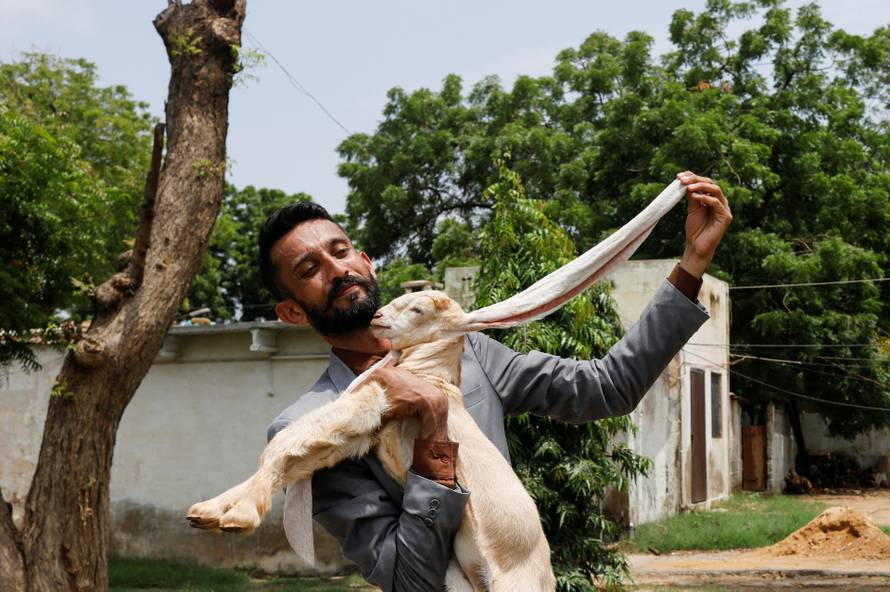 Simba, one month and four days old kid goat with 22-inch long ears, in Karachi