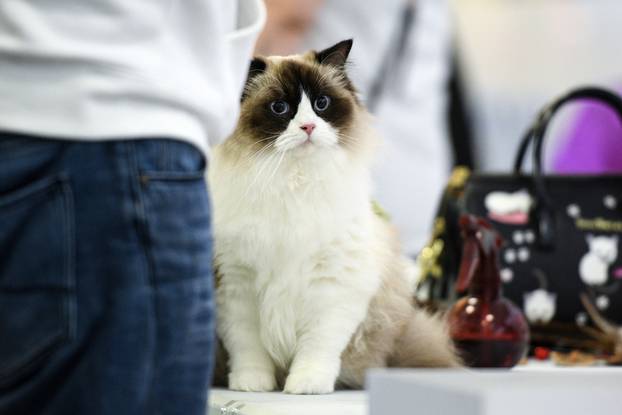 Zagreb: Međunarodna izložba mačaka