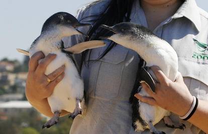 Taronga ZOO: Pingvine vratili u prirodno stanište