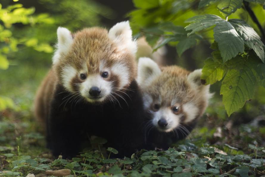Ženama je u nedjelju slobodan ulaz u zagrebački Zoološki vrt