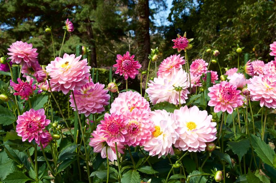 Beautiful pink dahlia in garden.