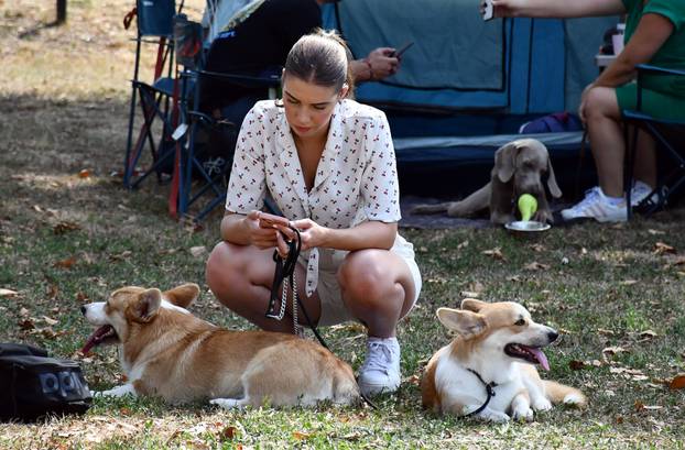 Požega: Nacionalna izložba pasa "CAC Požega 2024."