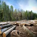 Znanstvenici upozorili: Šume u gorsko planinskim područjima nestaju alarmantnom brzinom