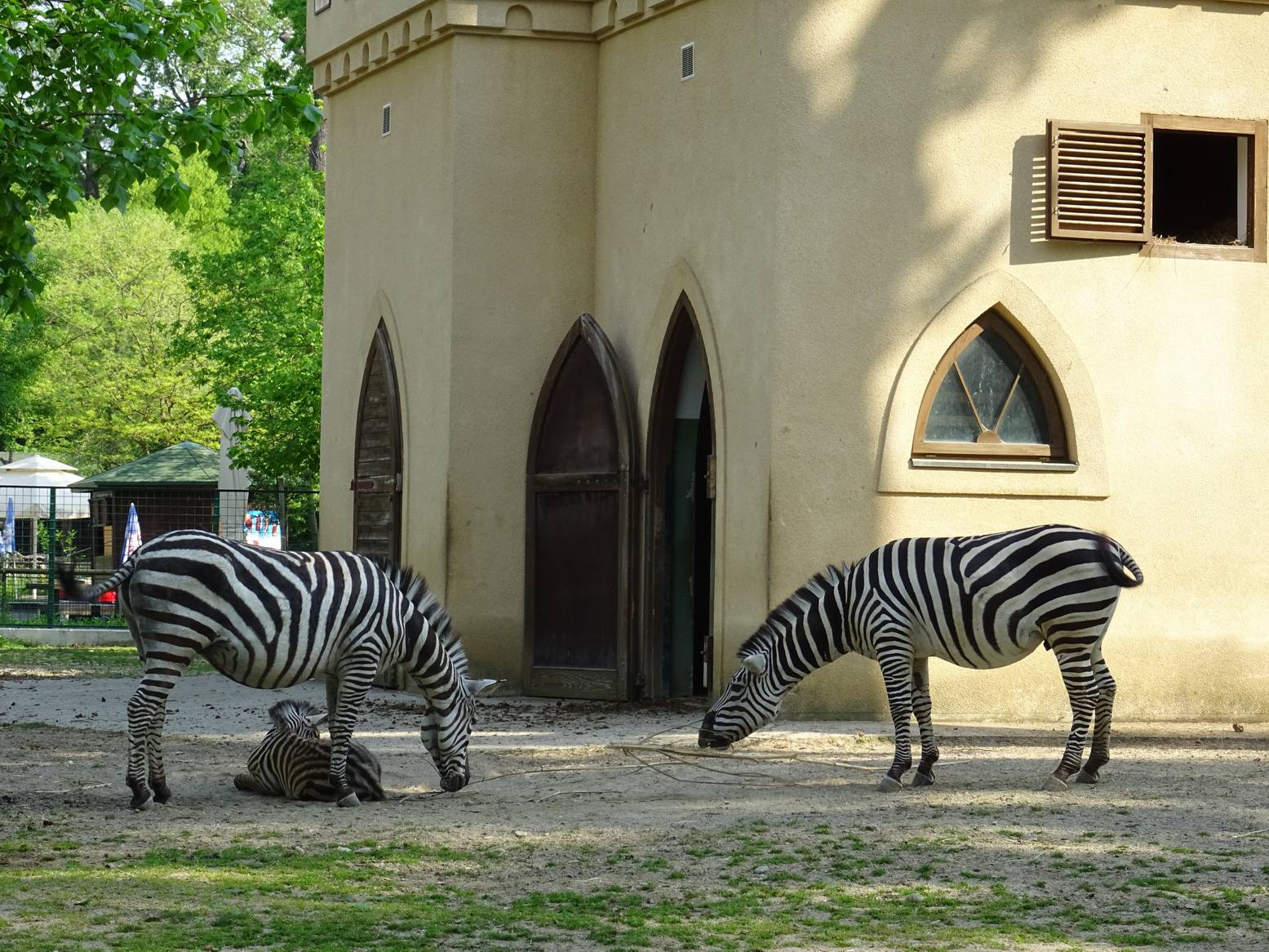 Zagrebački Zoo veći za člana: Zebra Sabina okotila mladunče