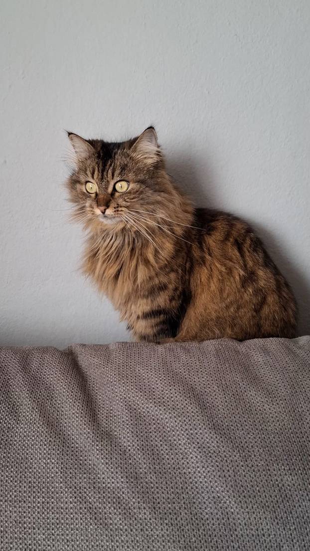 SUPER FOTKE vaših ljubimaca! Neki bi mogli biti viralni hit, ali svi su jednostavno neodoljivi