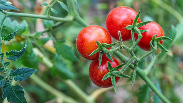 Velika crvena prevara: Otkrili su zašto rajčice više nemaju 'okus'