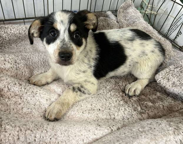 FOTO Ovo su oduzeti psi iz romskog naselja. U jednom danu spasili ih 37! Udomite ih