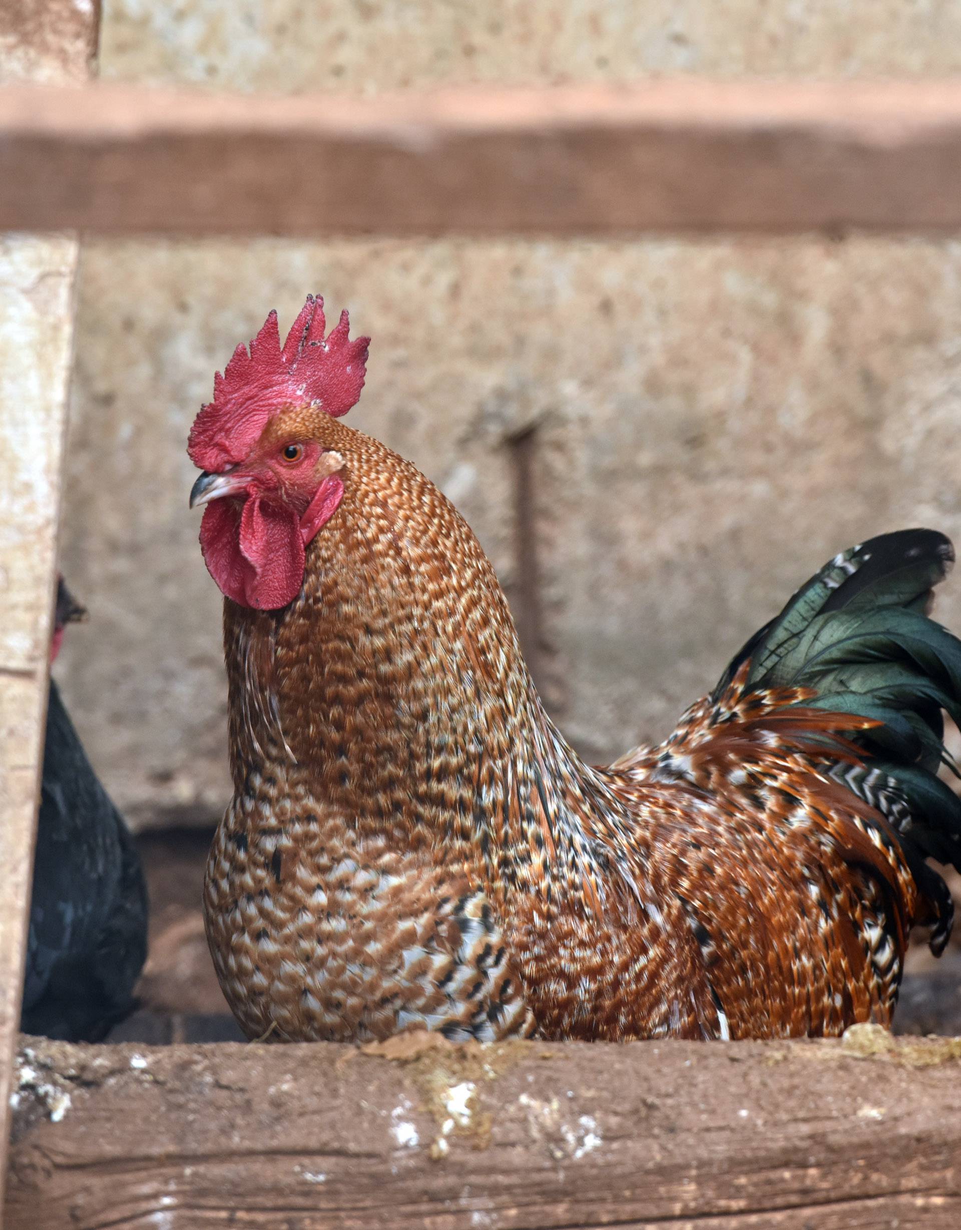 Eutanazirana perad zaražena ptičjom gripom, jaja uništena