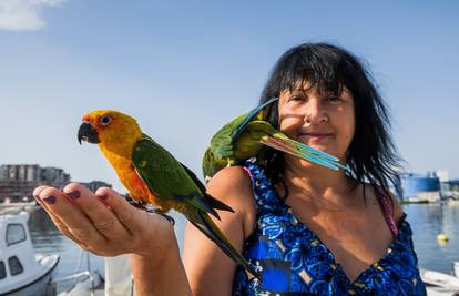 Papige Astra i Picasso ne znaju što je kavez: 'Idu na kavu, lete po Pločama i vrate se kući...'