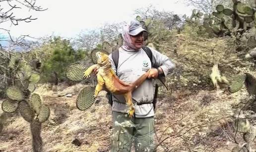 VIDEO Sreća na Galapagosu: 'Žute iguane gotovo su izumrle, a sada im se povećava broj...'