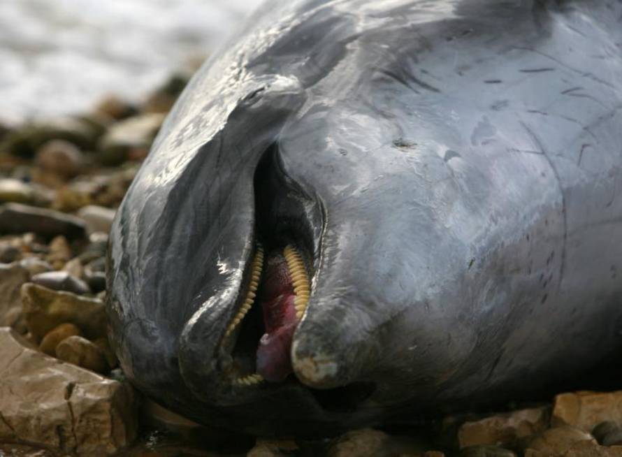 Duško Jaramaz/PIXSELL