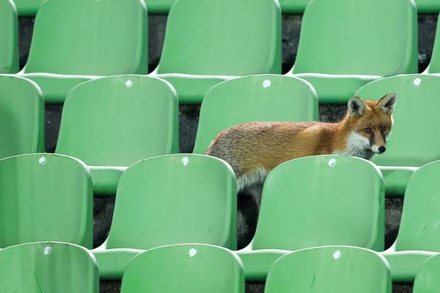 Sarajevo: Lisice pratile trening nogometaša BiH na stadionu Koševo