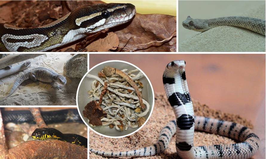 Zaplijenili su mu 'lude' gljive: U stanu ih čuvale zmije otrovnice