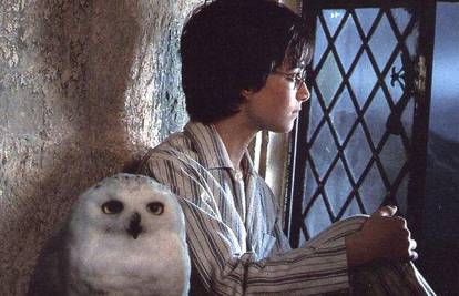 Harry Potter je kriv zbog masovnog napuštanja sova