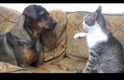 Pas protiv mačke: Pogledajte 'tučnjavu' vječnih neprijatelja