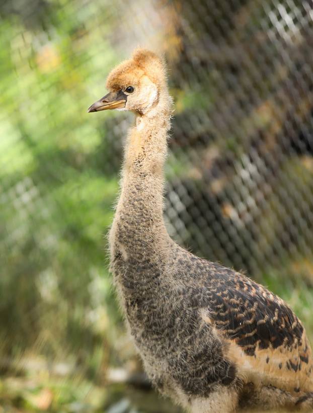 Zagrebački krunati ždralovi predstavljeni javnosti 