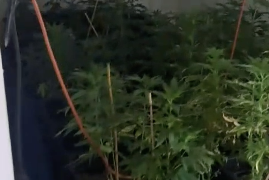 Zagrebačka policija u stanu pronašla veću količinu stabljika marihuane