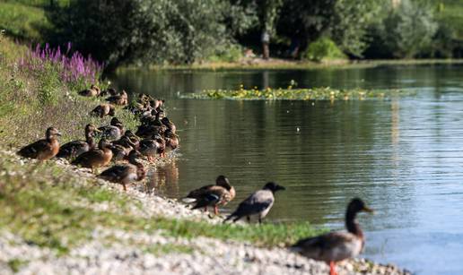 Patke na Jarunskom jezeru - plivaju pa se sunčaju na obali