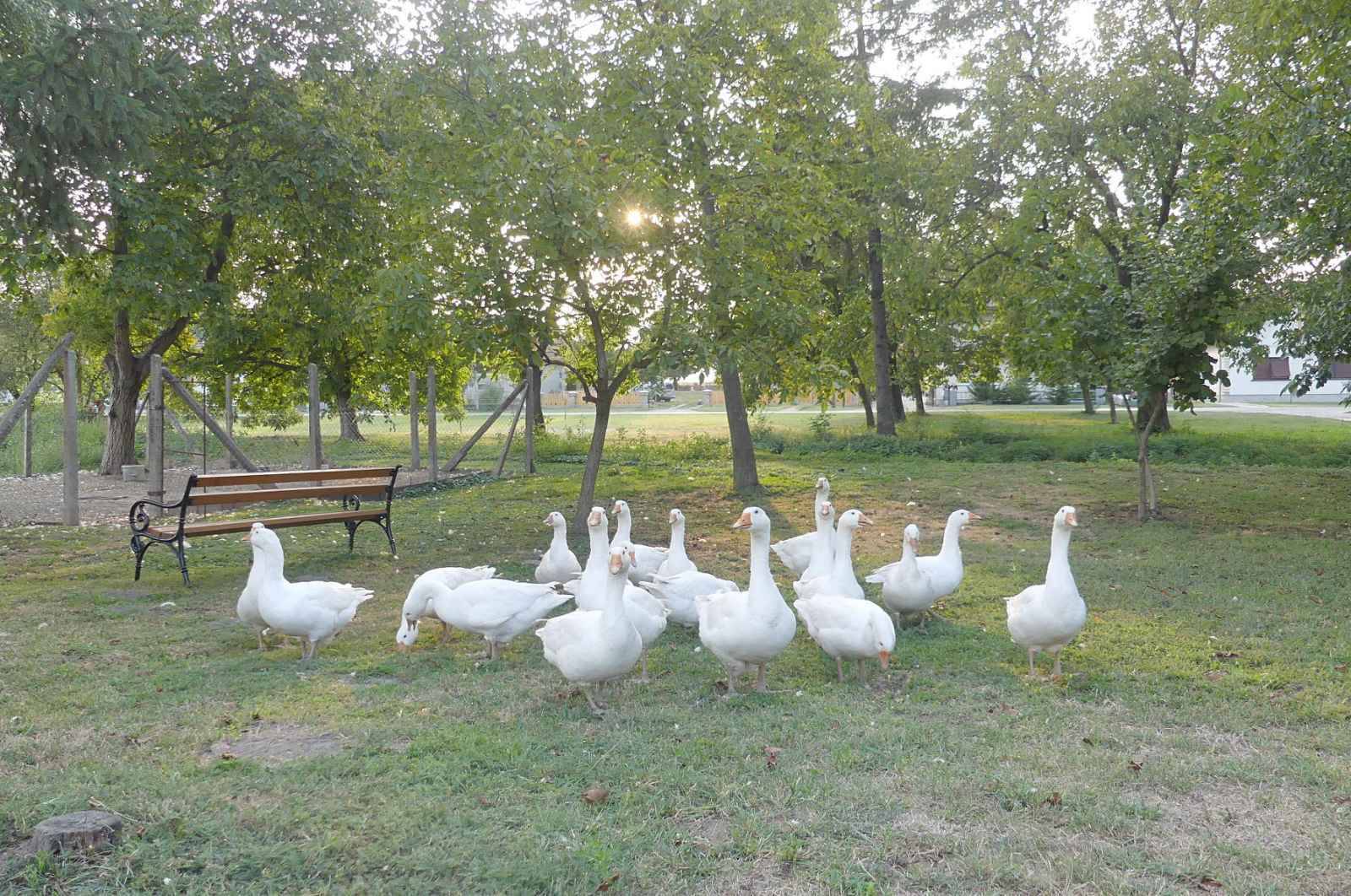 Tradicija opet živi: 'Vratile smo guske u našu Grabrovnicu. Ljudi su oduševljeni kad su na ispaši'