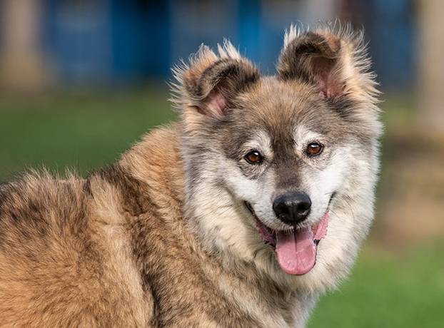 FOTO Ovi preslatki psići iz Noine Arke traže obitelj i stalni dom