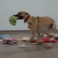 Slatki psići iz skloništa biraju si božićne poklone: Nisu mogli prestati trčati od uzbuđenja