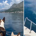 VIDEO Psi s broda znatiželjno gledali dupine kod Makarske: 'Plivali su uz nas neko vrijeme'