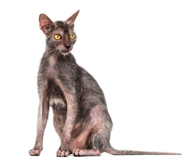 Lykoi cat, also called the Werewolf cat against white background