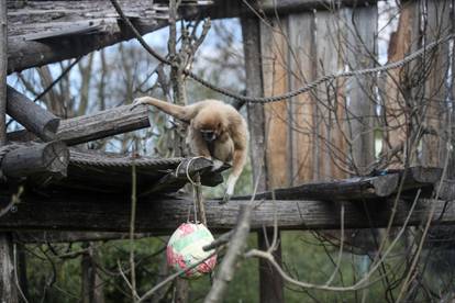 Zagreb: Životinje u zoološkom vrtu razveselile su se pisanicama