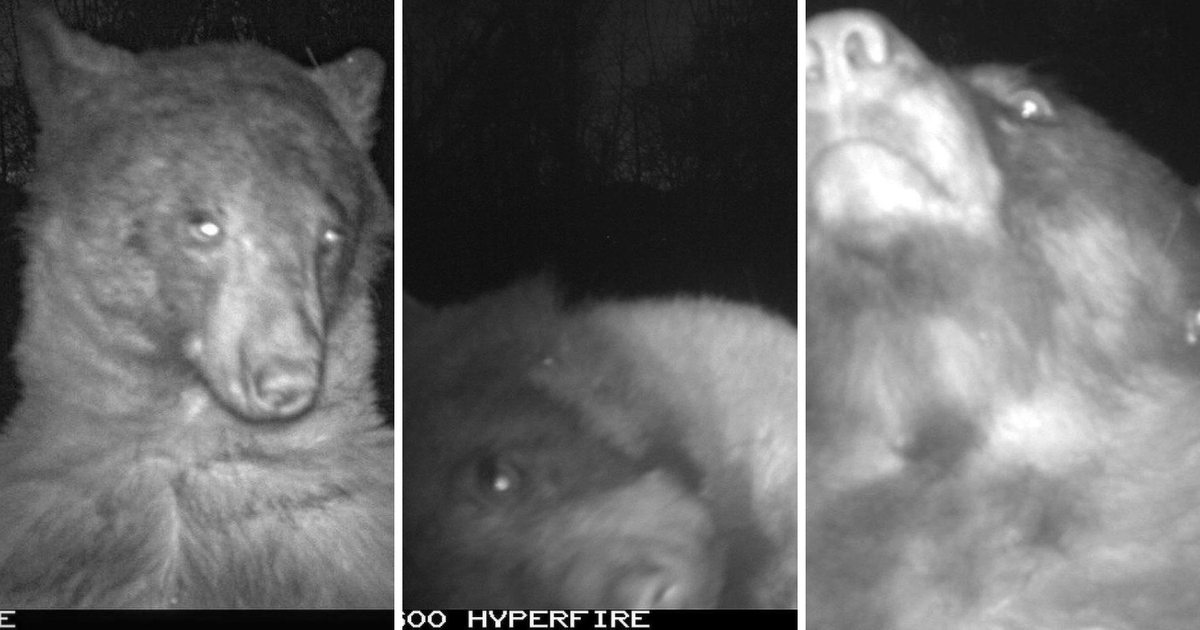 Kakav pozer: Medvjed u SAD-u 'okinuo' je više od 400 fotki!