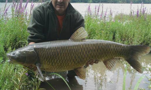 Ulovio amura od jednog metra pa ga je pustio nazad u jezero