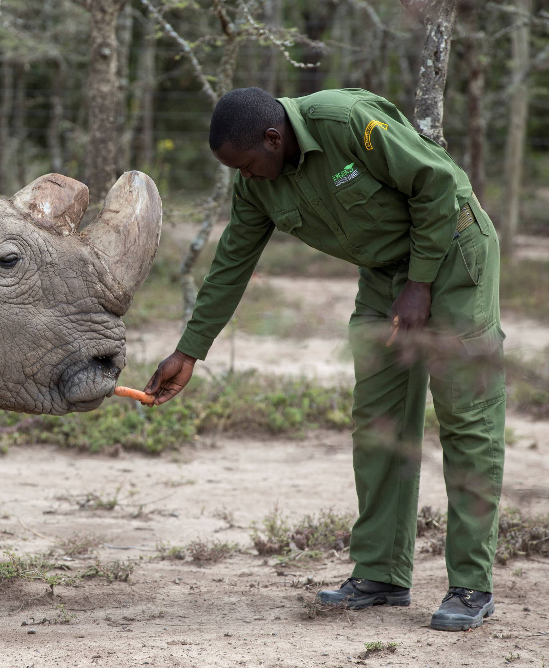 FILE PHOTO: Sudan, the last surviving male northern white rhino, is fed by a warden at the Ol Pejeta Conservancy in Laikipia national park