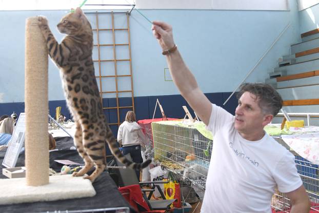 Bjelovar: Međunarodna izložba pasminskih mačaka u organizaciji Saveza felinoloških društava Hrvatske