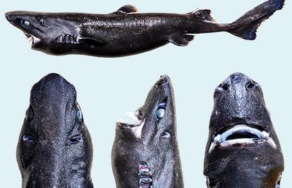"Nindža" iz morskih dubina: Otkrili su novog morskog psa