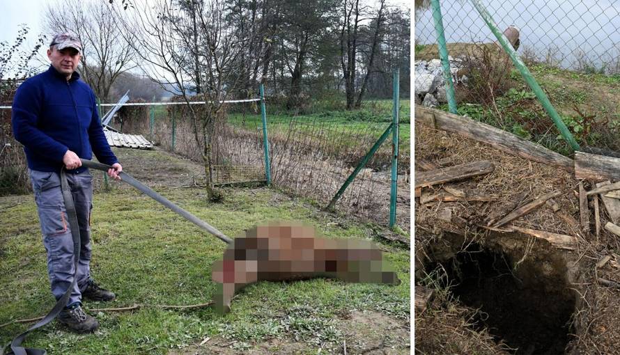 'Dabrovi su ubili moju kobilu Mazu, nisam ju mogao spasiti'