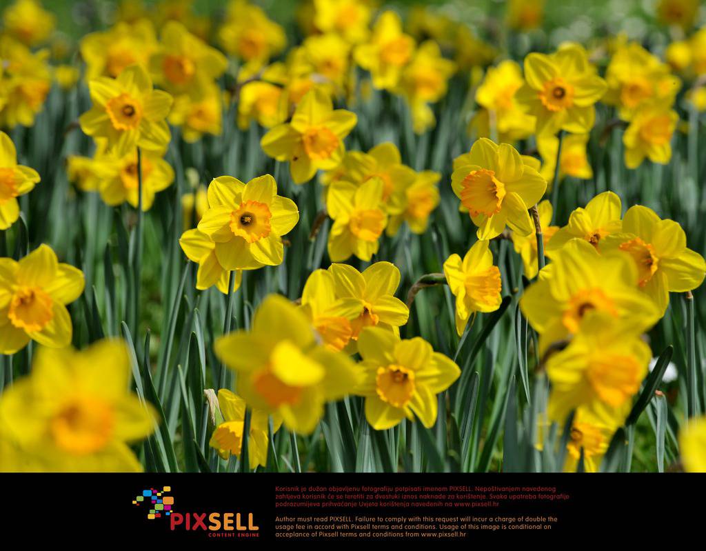 Pixsell