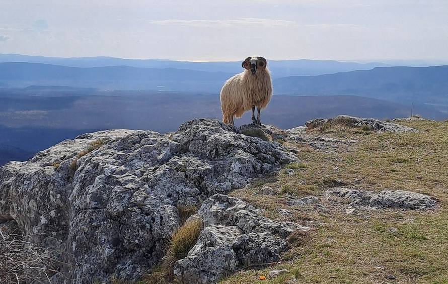 Divlji ovan napada planinare na Kozjaku: 'Zaletio se na mene. U sekundi mi se sve zamračilo...'