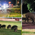 Divlje svinje dolaze svaku večer i traže hranu: Ponašaju se kao da je dječji park samo njihov...