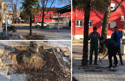 Bizarne scene u Mostaru: Htjeli prodati gradsku palmu preko oglasnika, krenuli je iskopavati