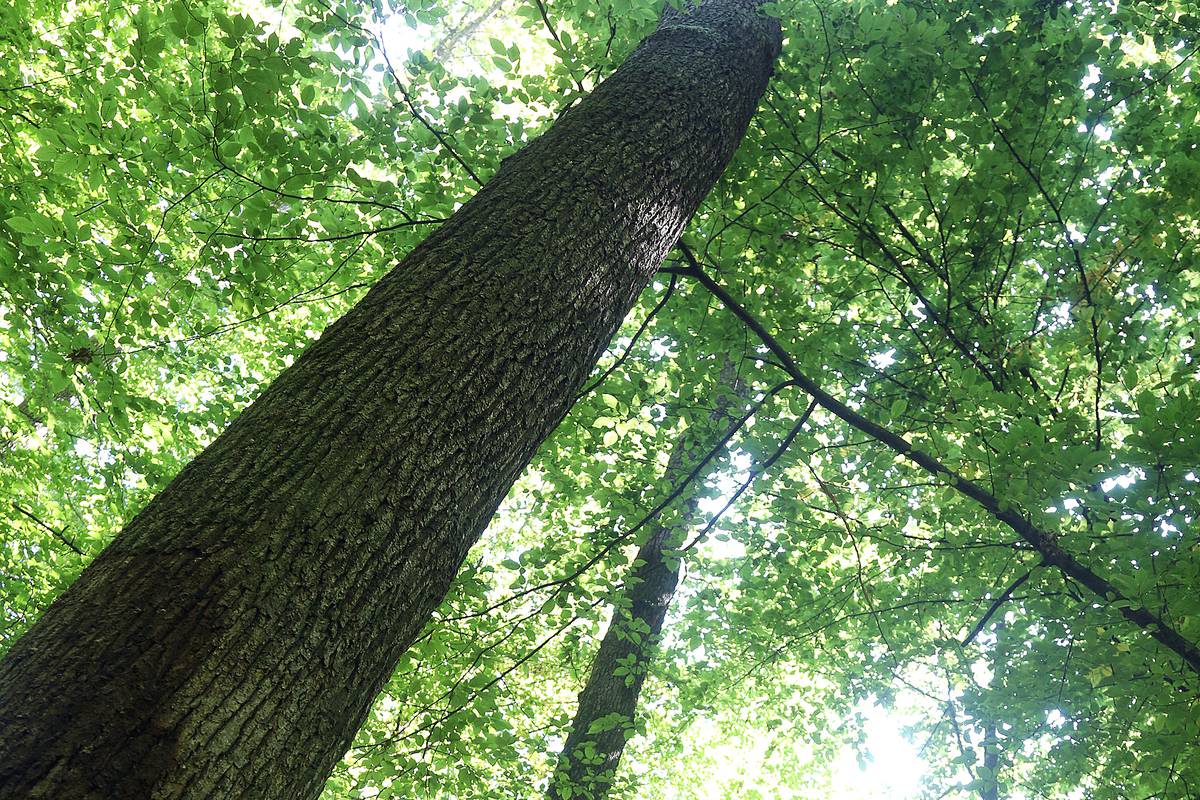 Izvlačili stabla iz šume: Dvojica teško ozlijeđena, u bolnici su