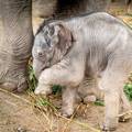 Preslatki slonić star tek tjedan dana ne odvaja se od majke