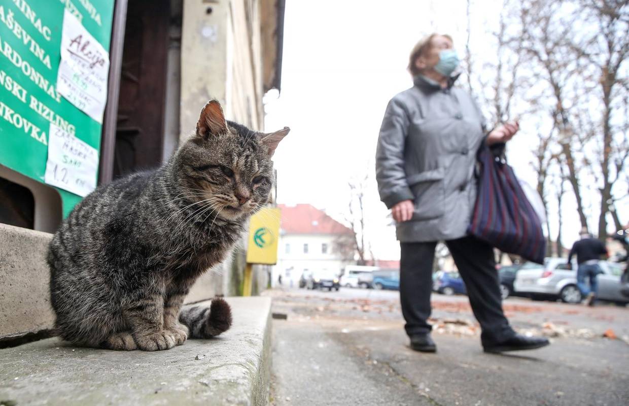 'Hej, a što s nama?' Bez brige, mačkice su zbrisale na vrijeme